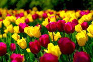 0601tnv6-16b7-183x122.jpg