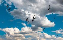 0601trxf-b4d5-211x136.jpg