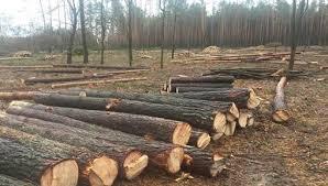 Негативний вплив вирубки лісів на навколишнє середовище.