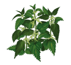 0601ua7s-0457-231x212.png