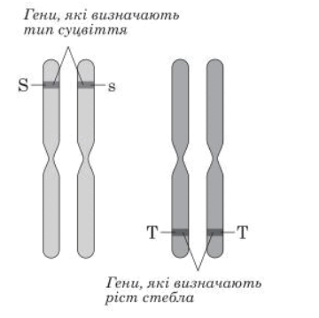 0601umfq-1c71-360x359.png