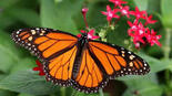 0601upva-1c58-155x87.jpg