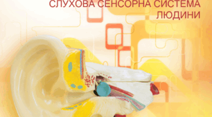 Слухова сенсорна система людини