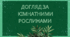 Догляд за  кімнатними рослинами