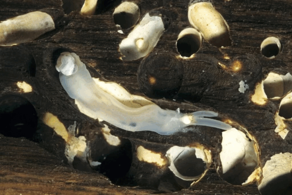 0601vaha-fa23-940x627.png