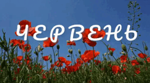 Індивідуальний  план   роботи  вихователя групи раннього віку ЧЕРВЕНЬ 2024