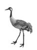 0601vm62-f95b-75x101.png