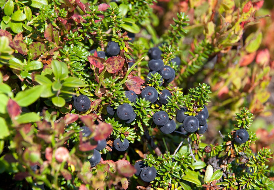0601vnwa-1c70-940x651.jpg