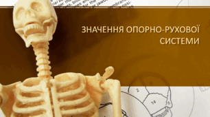 Значення опорно рухової системи людини