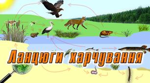 Презентація для 6 класу НУШ за темою "Ланцюги живлення"