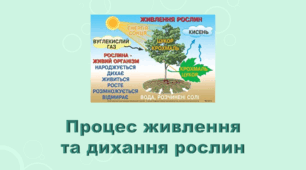 5 клас НУШ. "Процес живлення та дихання рослин" (за підручником Коршевнюк Т.В.)