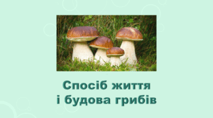 5 клас НУШ. "Спосіб життя і будова грибів" (за підручником Коршевнюк Т.В.)
