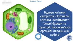 Урок на тему "Будова клітини евкаріотів. Органели клітини, особливості їхньої будови та функцій. Взаємозв’язок органел клітини між собою." (Конспект, презентація, робочі аркуші)