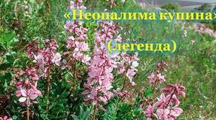 "Неопалима купина"