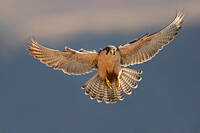 0601wj6n-5c11-200x133.jpg
