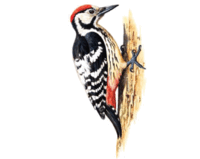 0601wpqh-d1cc-200x159.png