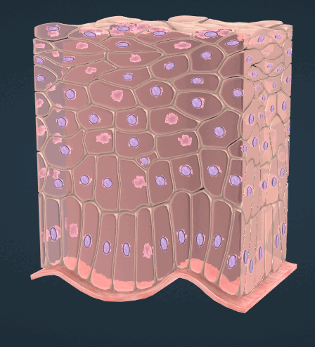 0601wvas-1ec9-448x494.png