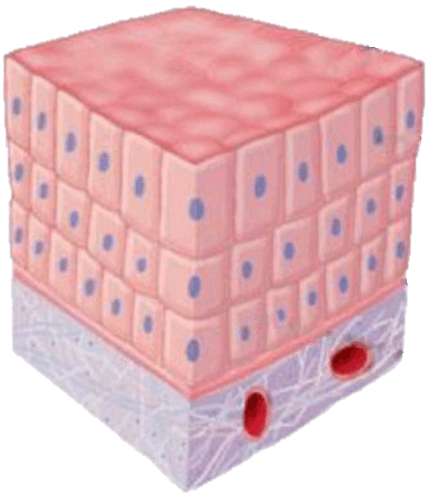 0601wvb4-f363-434x503.png