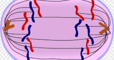 0601wxlg-e922-229x121.png