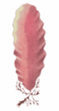 0601x0nr-5087-116x218.png