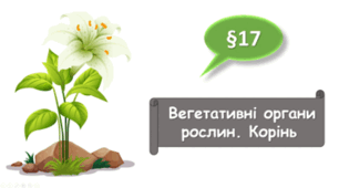   7 клас НУШ. Вегетативні органи рослин. Корінь