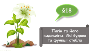   7 клас НУШ. Пагін та його видозміни. Які будова та функції стебла