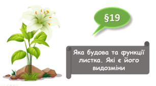   7 клас НУШ. Яка будова та функції листка. Які є його видозміни