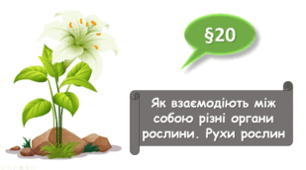   7 клас НУШ.  Як взаємодіють між собою різні органи рослини. Рухи рослин