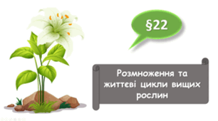   7 клас НУШ. Розмноження та життєві цикли вищих рослин