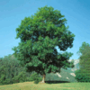 0601xcdl-784b-100x100.png