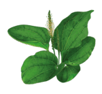 0601xcfe-19fc-150x138.png