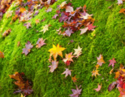0601xcft-f09a-180x139.png