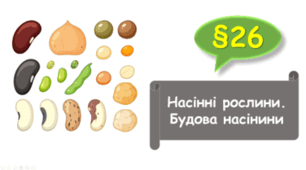   7 клас НУШ. Насінні рослини. Будова насінини
