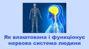 6 клас НУШ. "Як влаштована і функціонує нервова система людини" (за модельною програмою та підручником Коршевнюк Т.В.)