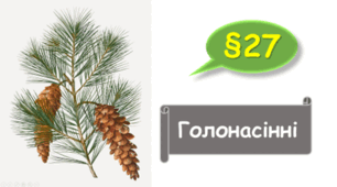   7 клас НУШ. Голонасінні