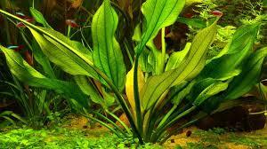 Эхинодорус Ашерсона (Echinodorus aschersonianus) | содержание