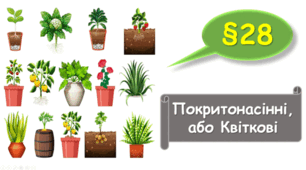  7 клас НУШ. Покритонасінні, або Квіткові