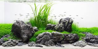 Ивагуми стиль аквариума (Iwagumi Aquascaping)