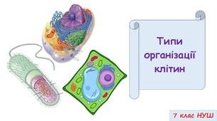 Презентація на тему: "Типи організації клітин" 7 кл. НУШ