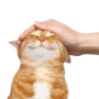 https://fs06.vseosvita.ua/0601xlgn-29b3-90x90.png