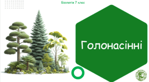 Урок на тему "Голонасінні" (Конспект, презентація, робочі аркуші)