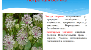Лікарські рослини занесені до Червоної книги України
