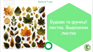 Урок на тему "Будова та функції листка. Видозміни листка" (Конспект, презентація, робочі аркуші)