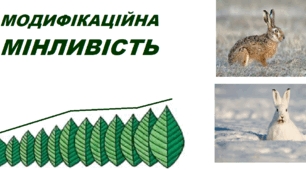 Модифікаційна мінливість