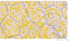 0601y470-820f-239x143.png