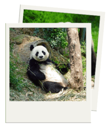 0601y6nz-2713-224x265.png