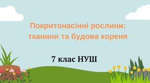 Покритонасінні рослини: тканини та будова кореня. НУШ