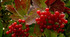 Вступ. Пісенна лірика.