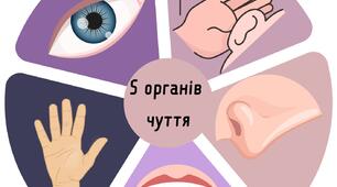 5 органів відчутів роздатковий матеріал