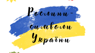 заняття у старшій групі "Рослини- символи України"